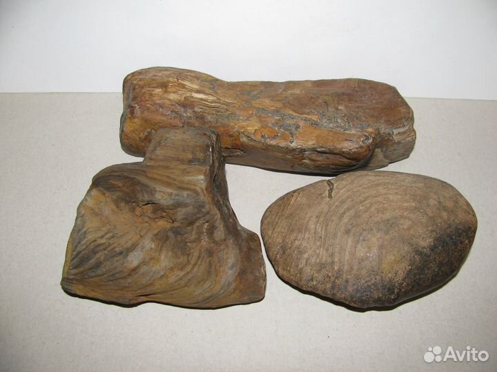 Окаменелое дерево (в коллекцию)