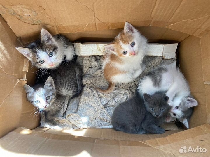 Котята в добрые руки