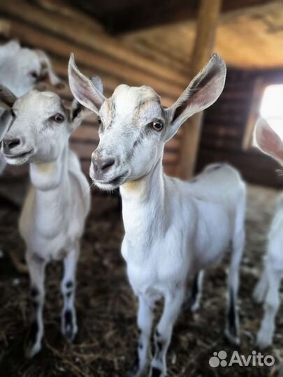 Козочка, 4 мес