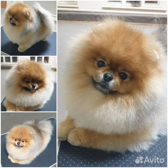 Померанский шпиц