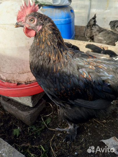 Куры петухи