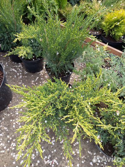 Можжевельник