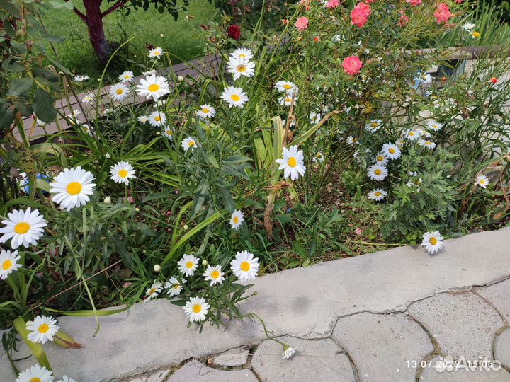 Цветы ромашки садовая рассада