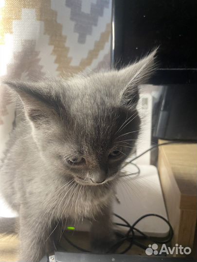 Британские котята