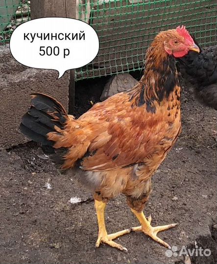 Молодые петушки