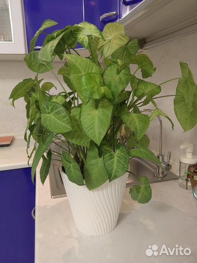 Сингониум баттерфляй(S. WhiteButterfly)