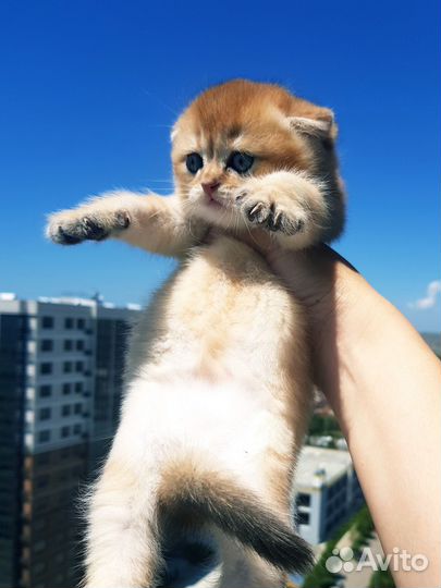 Золотой мальчик