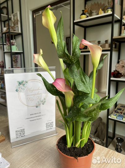 Комнатные растения