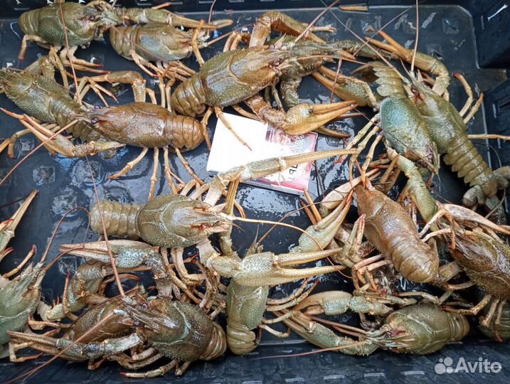 Живые раки(супер)