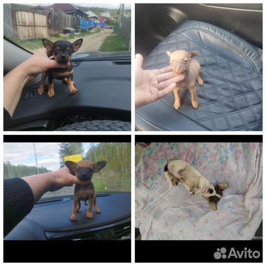 Той-терьер, Чихуахуа, карликовый пинчер Челябинск