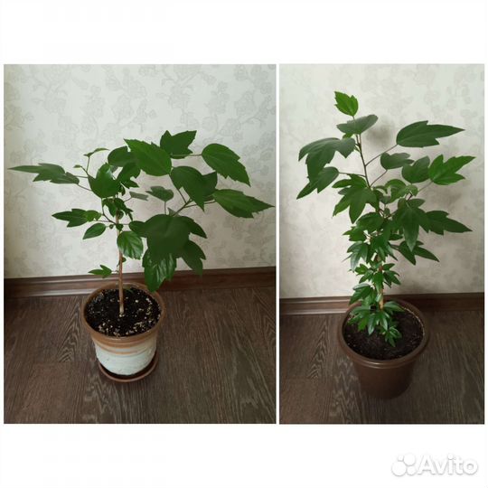 Гибискусы