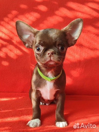 Мальчики шоколадные