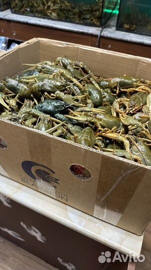 Живые Речные Раки