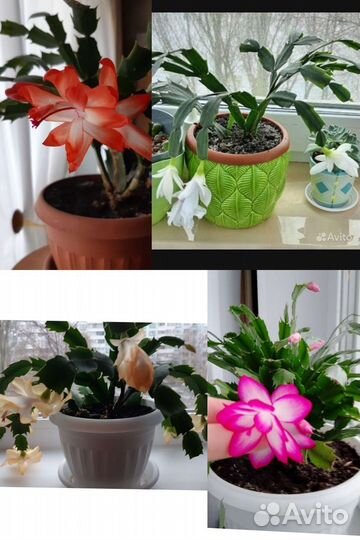 Декабристы, разных цветов