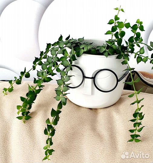 Хойи,дисхидия