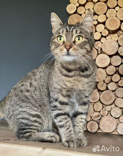 Красивая тигровая кошка