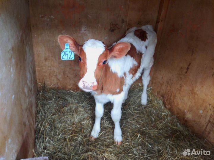 Телята. Доставка бесплатно