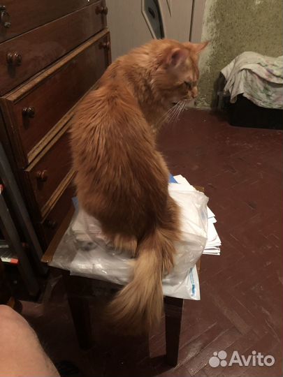 Кот мейн-кун вязка