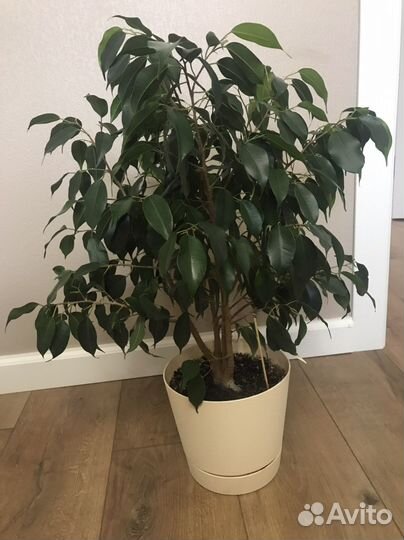 Фикус бенджамина