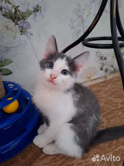 Котик в дар