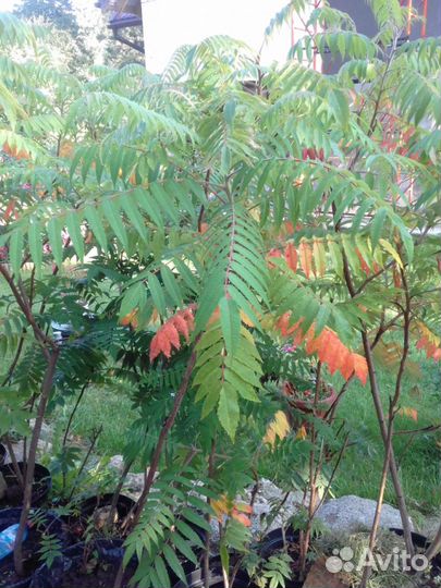 Сумах оленерогий