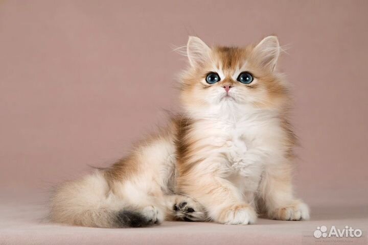 Котята золотые британские шиншиллы