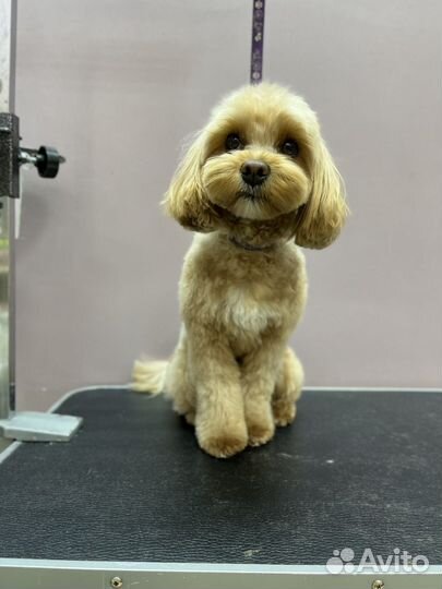 Груминг г. Мытищи,зоосалон LittleGroomer, Пирогово