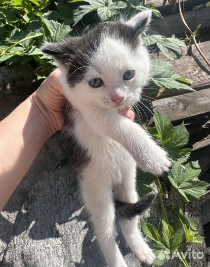 Отдаю прекрасных котят