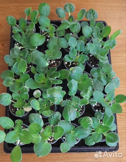 Сортовые фиалки