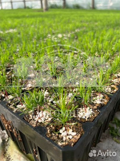Предзаказ Лиственница Сибирская зкс сеянцы