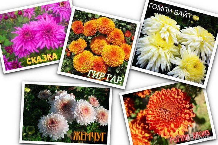 Корейская хризантема