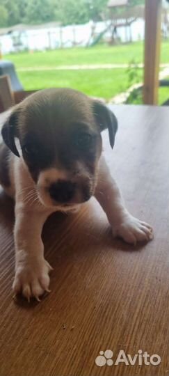 Джек Рассел терьер