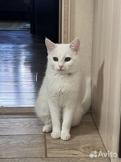 Белый котенок девочка