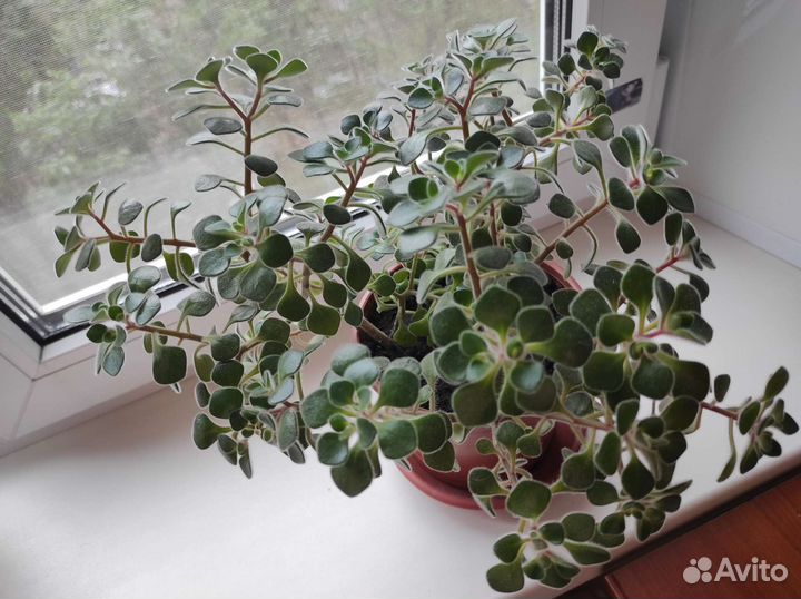 Отростки Аихризон