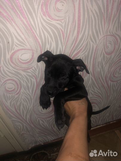 Девочка питбуля