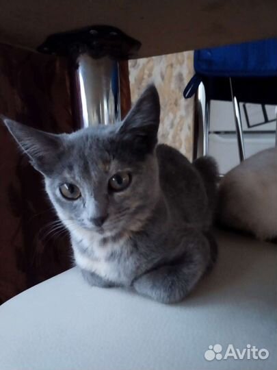 Кошечки в добрые руки