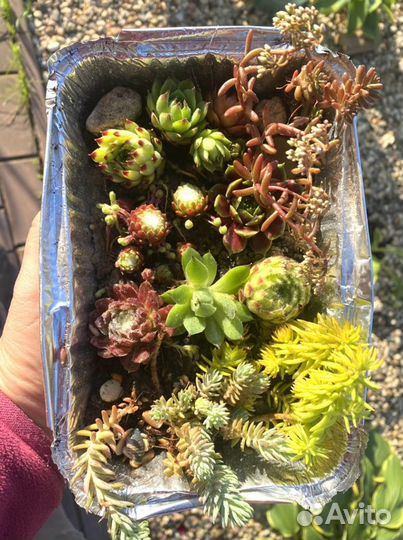 Набор молодило и очитков