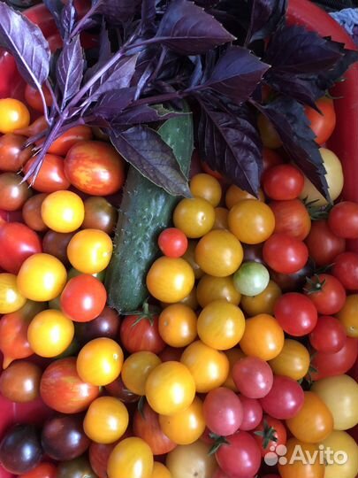 Семена томатов