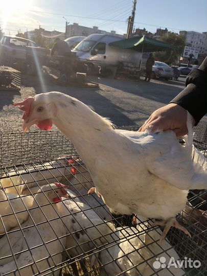 Куры молодки несушки