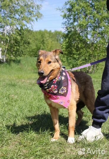 Собака в добрые руки отдам бесплатно