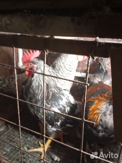 Молодые петухи