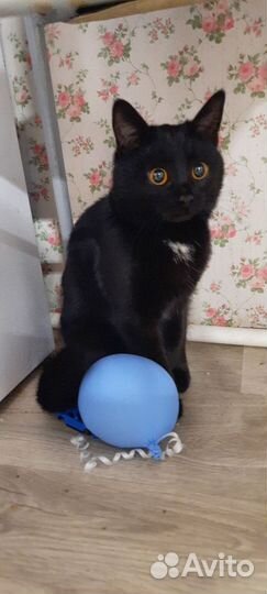 Кошка мышеловка