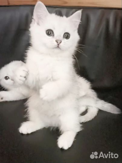 Шотландские котята