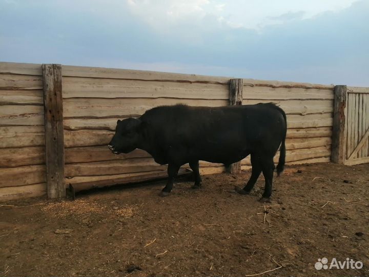 Быки абердин ангус