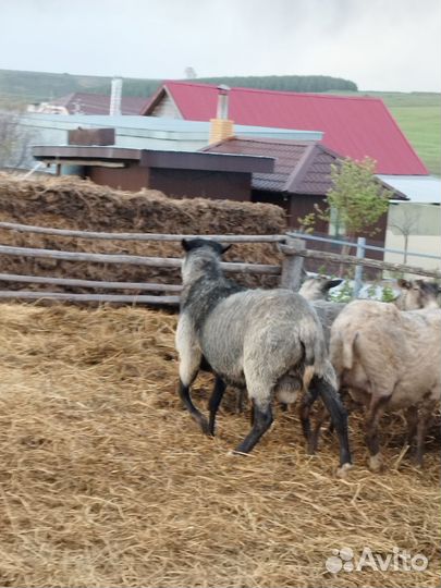 Баран на племя или на мясо