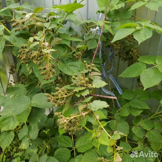 Малина и другие плодовые кустарники