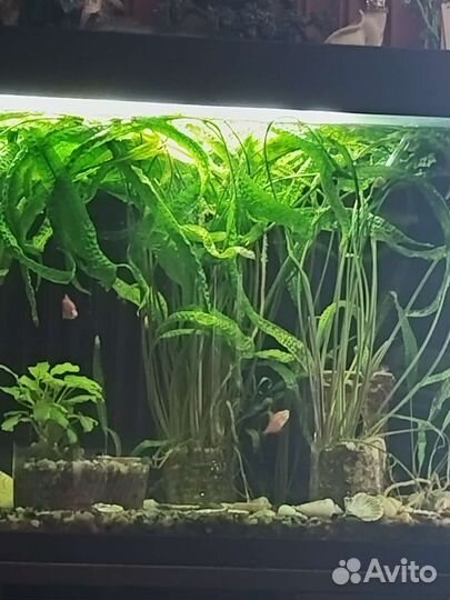 Растения для аквариума