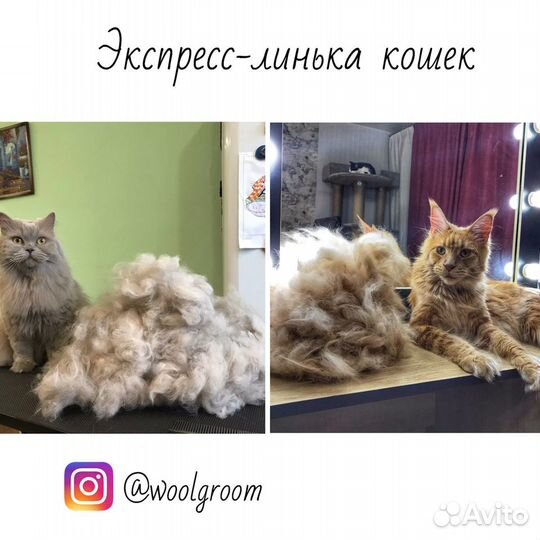 Груминг собак и кошек. Стрижка животных, выезд
