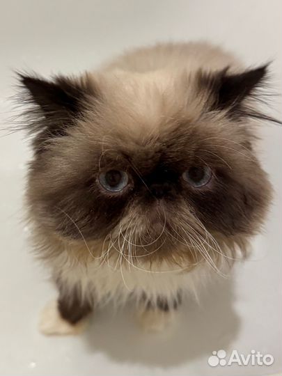 Кот в добрые руки