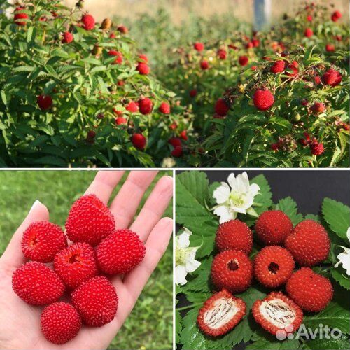 Малина тибетская розолистная